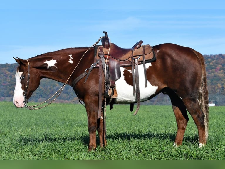 American Quarter Horse Mix Wallach 15 Jahre 155 cm in Rebersburg, PA