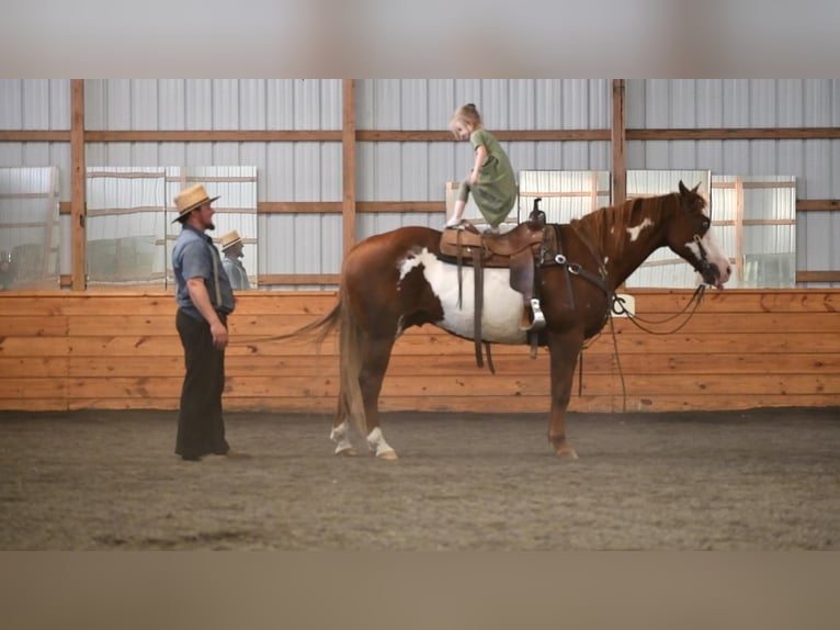 American Quarter Horse Mix Wallach 15 Jahre 155 cm in Rebersburg, PA