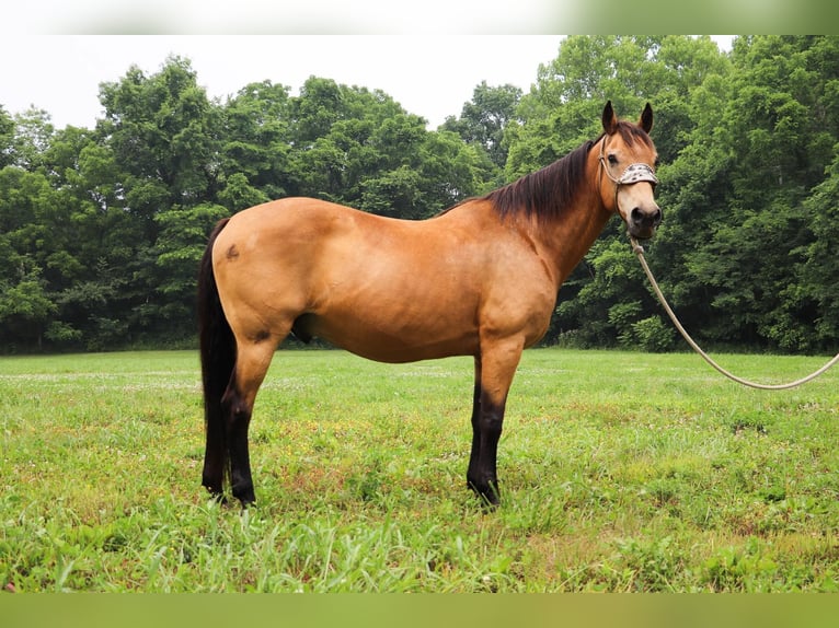 American Quarter Horse Wallach 15 Jahre 157 cm Buckskin in Hillsboro KY