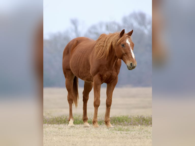 American Quarter Horse Wallach 15 Jahre 157 cm Dunkelfuchs in Athens
