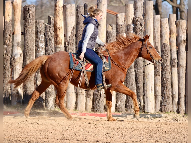 American Quarter Horse Wallach 15 Jahre 157 cm Dunkelfuchs in Athens