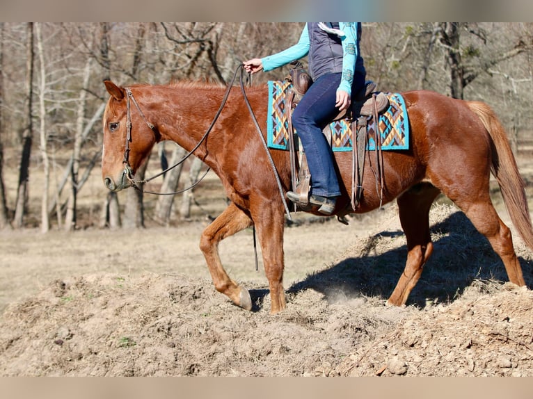 American Quarter Horse Wallach 15 Jahre 157 cm Dunkelfuchs in Athens