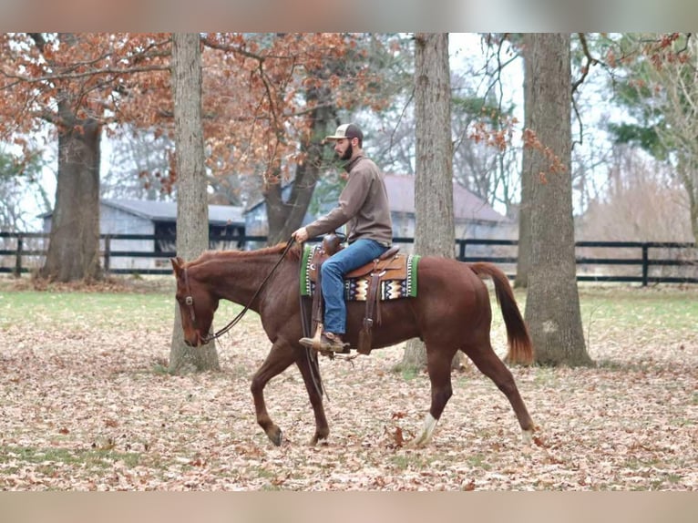 American Quarter Horse Wallach 15 Jahre 157 cm Dunkelfuchs in Brooksville KY