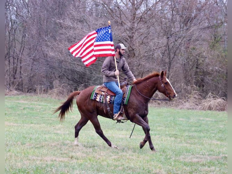 American Quarter Horse Wallach 15 Jahre 157 cm Dunkelfuchs in Brooksville KY