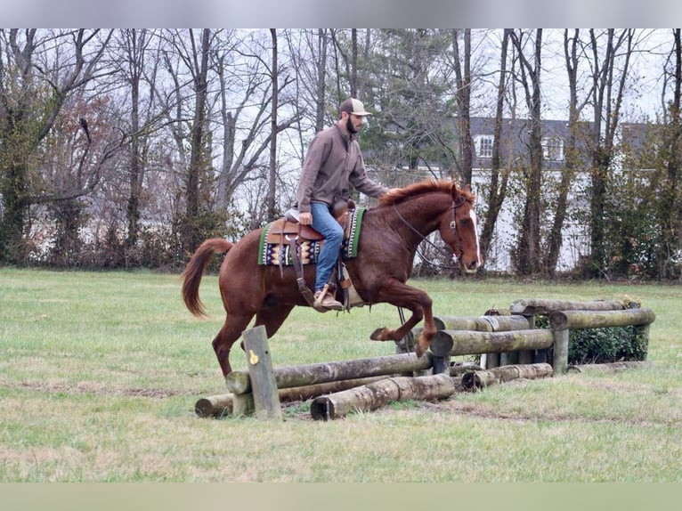 American Quarter Horse Wallach 15 Jahre 157 cm Dunkelfuchs in Brooksville KY