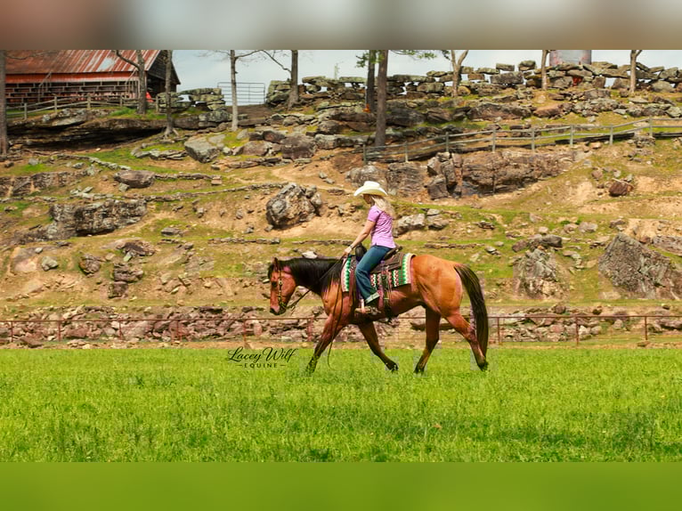 American Quarter Horse Wallach 15 Jahre 157 cm Falbe in Quitman