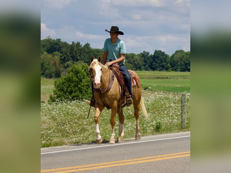 American Quarter Horse Mix Wallach 15 Jahre 157 cm Palomino in Millersburg, OH