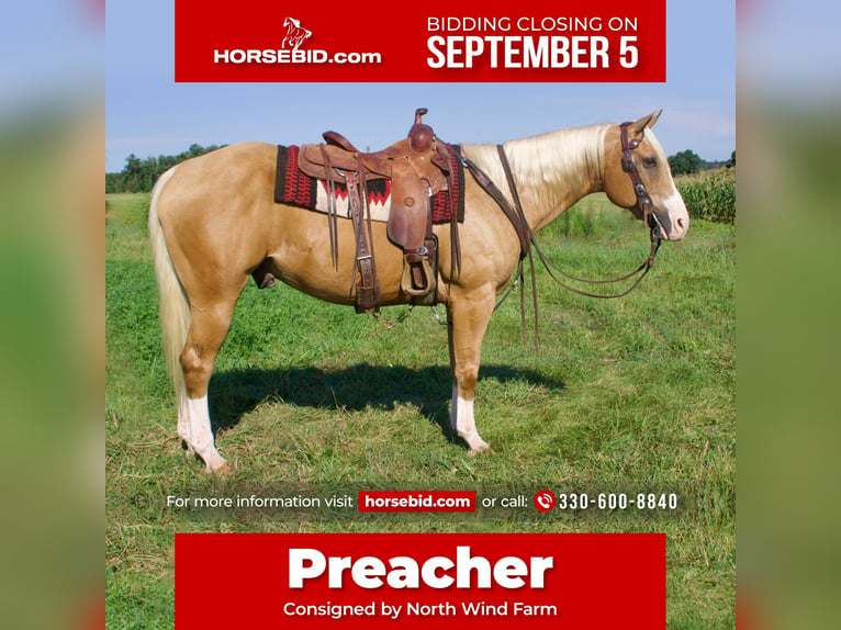American Quarter Horse Mix Wallach 15 Jahre 157 cm Palomino in Millersburg, OH