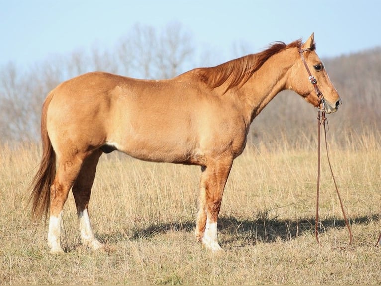 American Quarter Horse Wallach 15 Jahre 157 cm Palomino in Brodhead KY