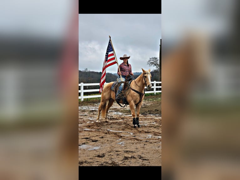 American Quarter Horse Wallach 15 Jahre 157 cm Palomino in Pickens SC