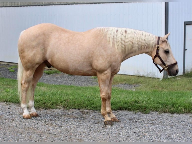American Quarter Horse Wallach 15 Jahre 157 cm Palomino in Allentown, NJ