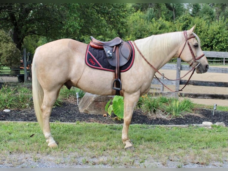 American Quarter Horse Wallach 15 Jahre 157 cm Palomino in Allentown, NJ