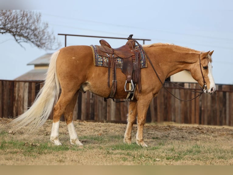 American Quarter Horse Wallach 15 Jahre 157 cm Palomino in Stephenville