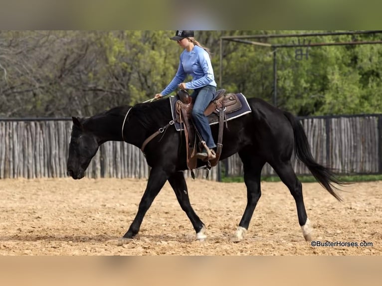 American Quarter Horse Wallach 15 Jahre 157 cm Rappe in Weatherford TX