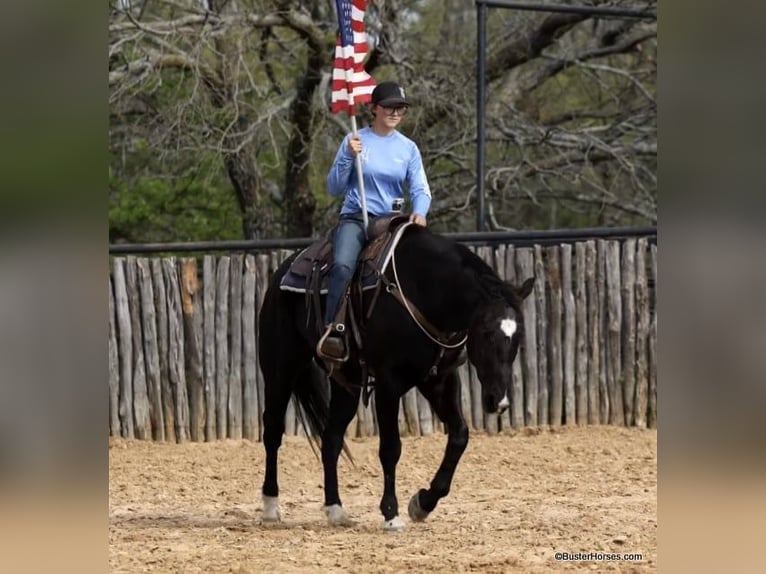 American Quarter Horse Wallach 15 Jahre 157 cm Rappe in Weatherford TX