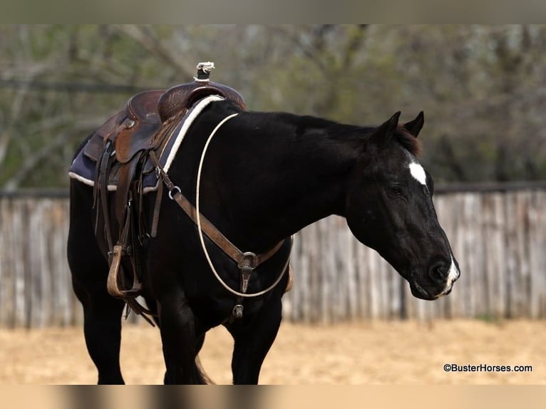 American Quarter Horse Wallach 15 Jahre 157 cm Rappe in Weatherford TX