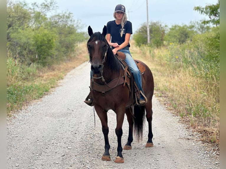 American Quarter Horse Wallach 15 Jahre 157 cm Roan-Bay in Byers TX