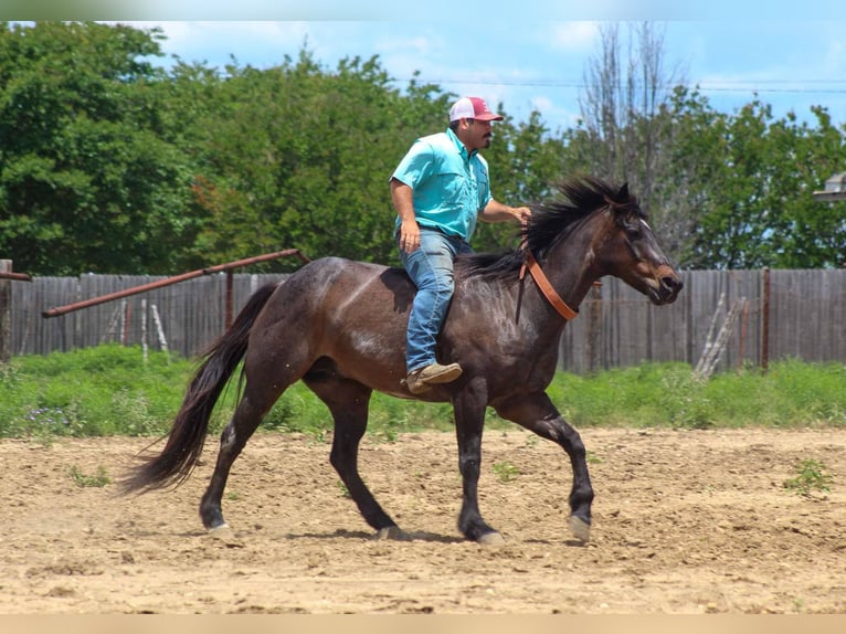 American Quarter Horse Wallach 15 Jahre 157 cm Roan-Bay in Stephenville TX