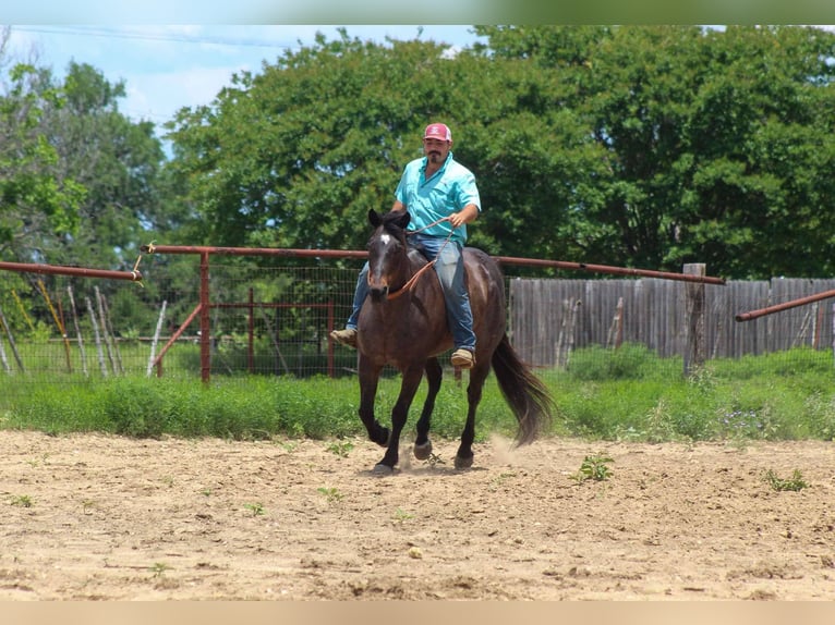 American Quarter Horse Wallach 15 Jahre 157 cm Roan-Bay in Stephenville TX