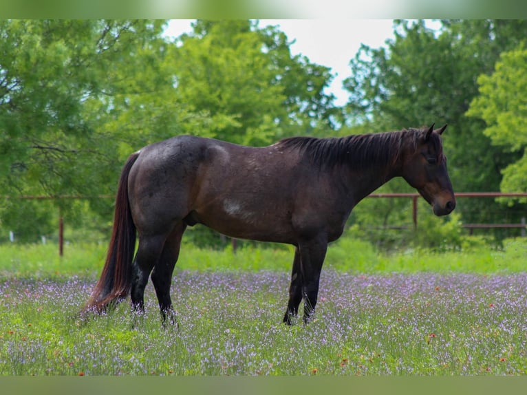 American Quarter Horse Wallach 15 Jahre 157 cm Roan-Bay in Stephenville TX