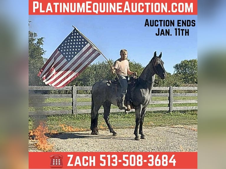 American Quarter Horse Wallach 15 Jahre 157 cm Roan-Blue in Grassy Creek KY