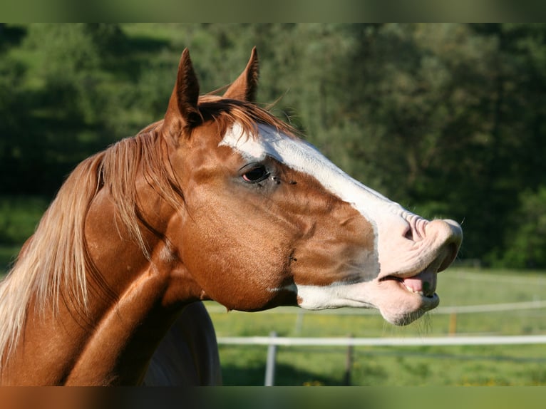 American Quarter Horse Wallach 15 Jahre 158 cm Fuchs in Balingen
