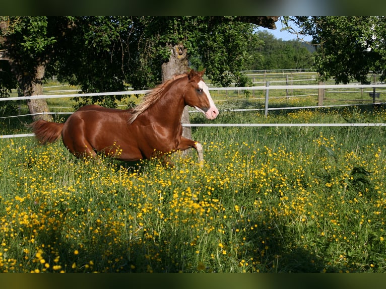 American Quarter Horse Wallach 15 Jahre 158 cm Fuchs in Balingen