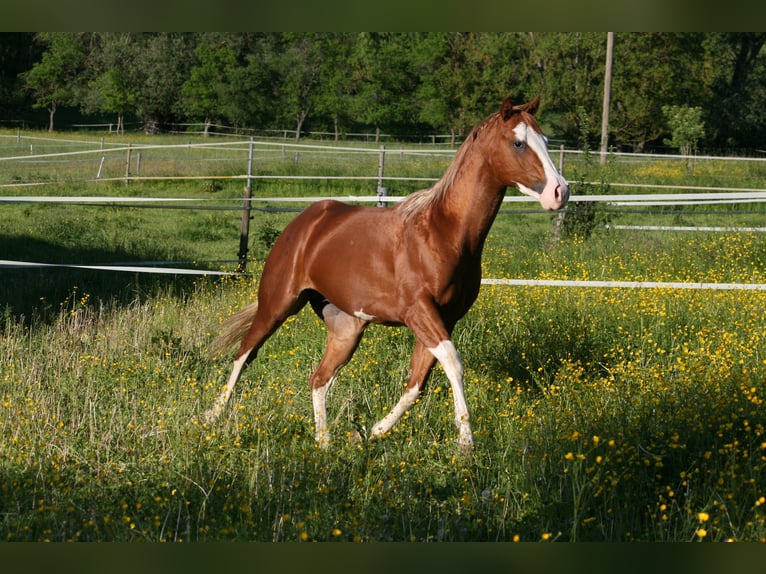 American Quarter Horse Wallach 15 Jahre 158 cm Fuchs in Balingen