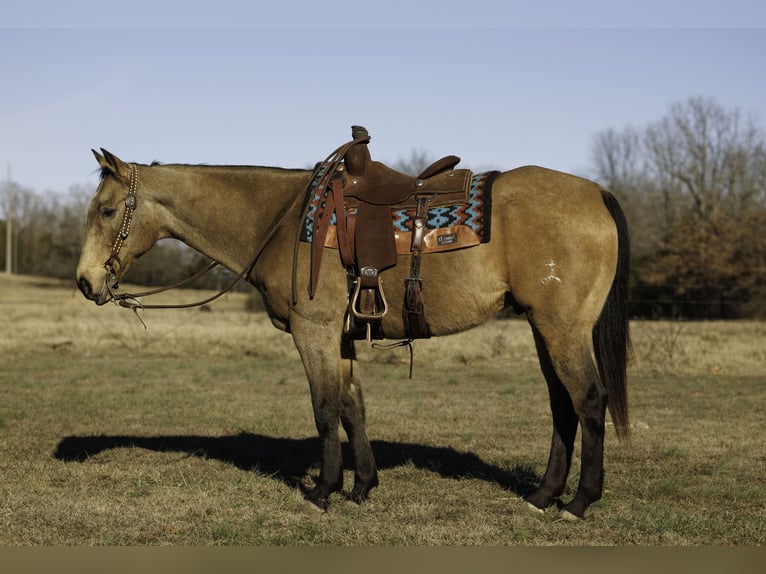 American Quarter Horse Wallach 15 Jahre 160 cm Buckskin in Quitman
