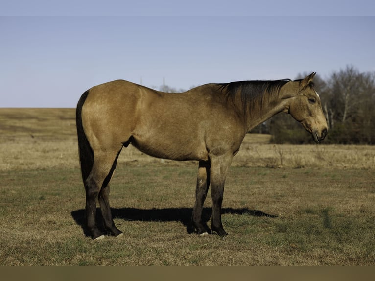 American Quarter Horse Wallach 15 Jahre 160 cm Buckskin in Quitman
