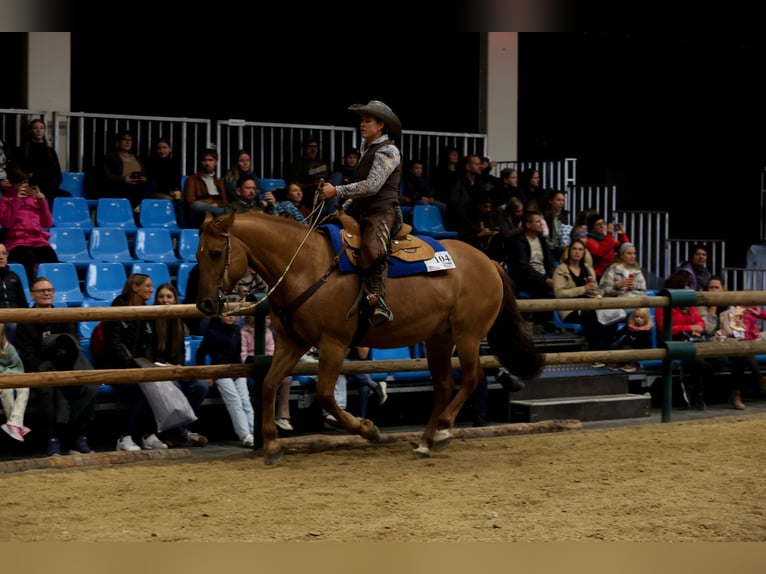 American Quarter Horse Mix Wallach 15 Jahre 160 cm Red Dun in Steyr