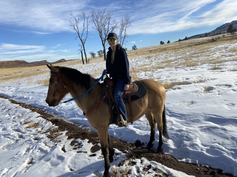 American Quarter Horse Mix Wallach 15 Jahre 163 cm Buckskin in Loveland
