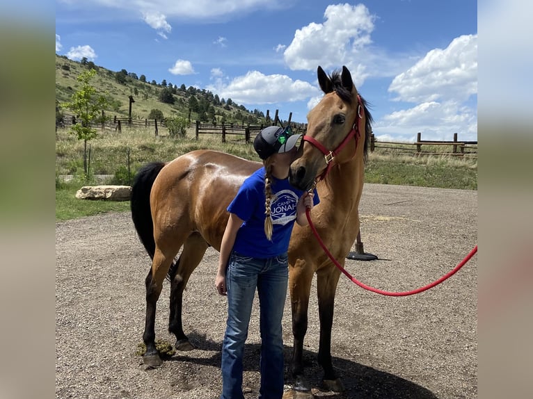 American Quarter Horse Mix Wallach 15 Jahre 163 cm Buckskin in Loveland
