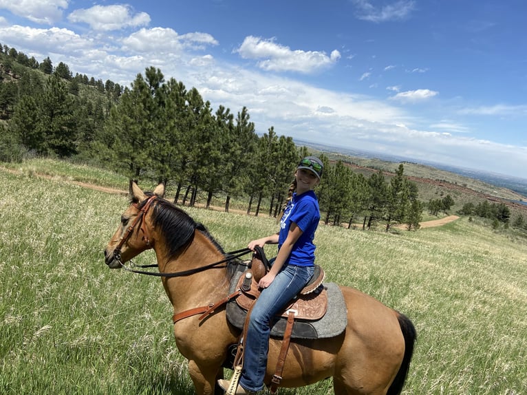 American Quarter Horse Mix Wallach 15 Jahre 163 cm Buckskin in Loveland