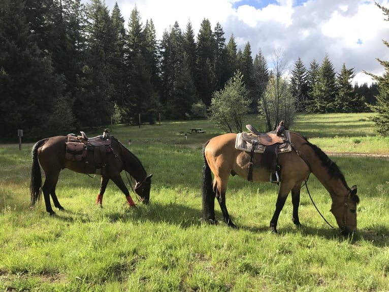 American Quarter Horse Mix Wallach 15 Jahre 163 cm Buckskin in Loveland