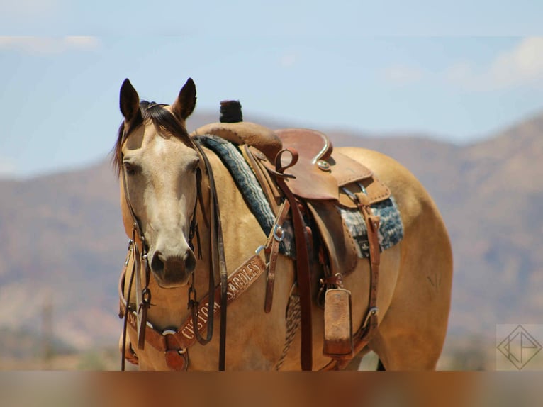 American Quarter Horse Wallach 15 Jahre 163 cm Buckskin in Nogales AZ