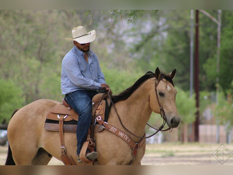 American Quarter Horse Wallach 15 Jahre 163 cm Buckskin in Nogales AZ