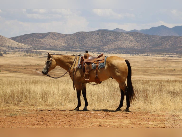American Quarter Horse Wallach 15 Jahre 163 cm Buckskin in Nogales AZ