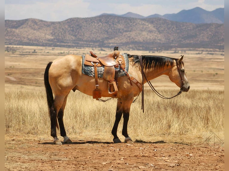 American Quarter Horse Wallach 15 Jahre 163 cm Buckskin in Nogales AZ