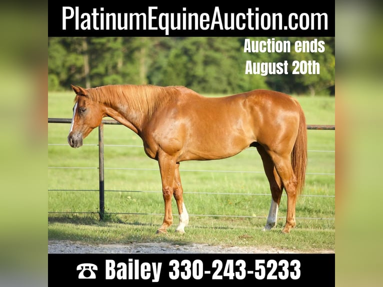 American Quarter Horse Wallach 15 Jahre 163 cm Dunkelfuchs in Huntsville TX