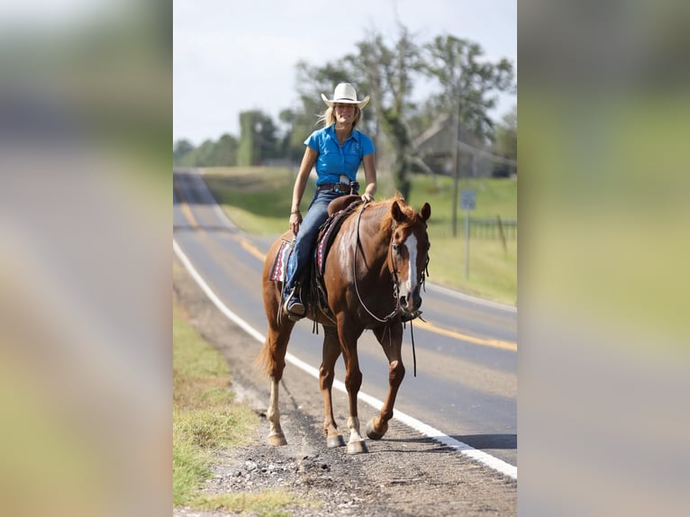 American Quarter Horse Wallach 15 Jahre 163 cm Dunkelfuchs in Huntsville TX