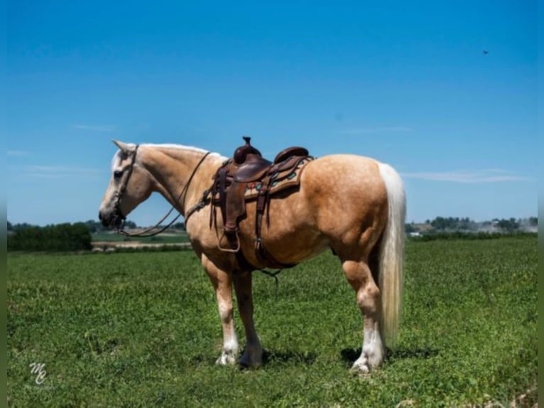 American Quarter Horse Wallach 15 Jahre 163 cm Palomino in Homedale ID