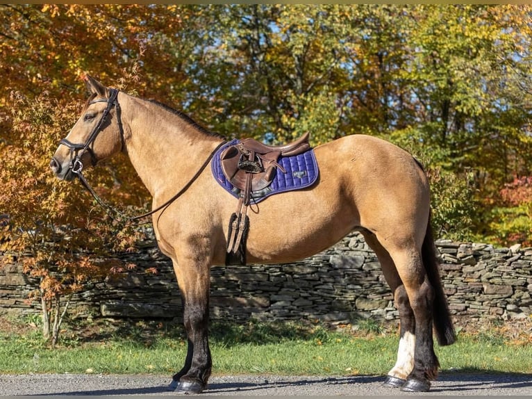 American Quarter Horse Wallach 15 Jahre 165 cm Buckskin in Everette PA