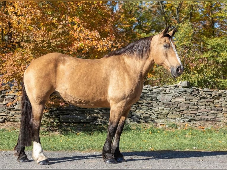 American Quarter Horse Wallach 15 Jahre 165 cm Buckskin in Everette PA