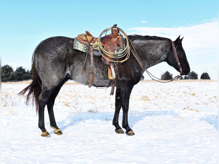 American Quarter Horse Wallach 15 Jahre Blauschimmel in Baldwin, WI