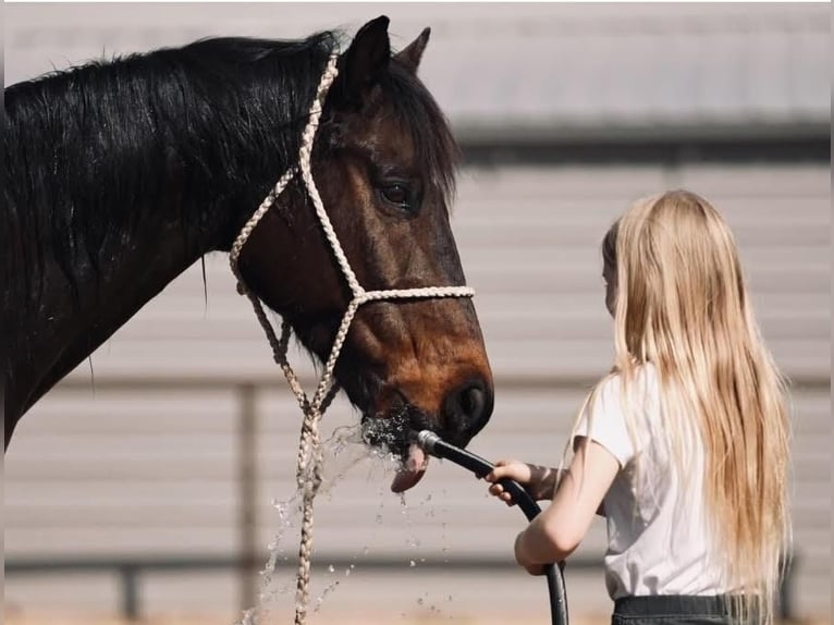 American Quarter Horse Wallach 15 Jahre Brauner in Weatherford, TX