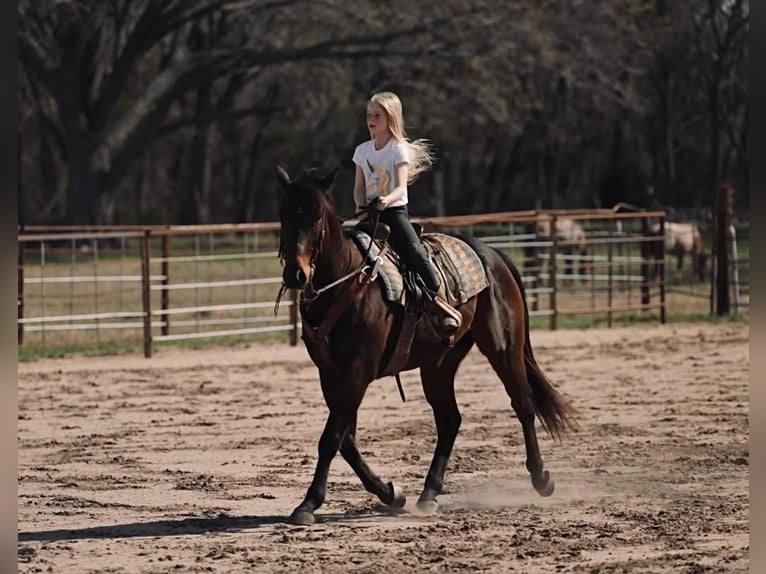 American Quarter Horse Wallach 15 Jahre Brauner in Weatherford, TX