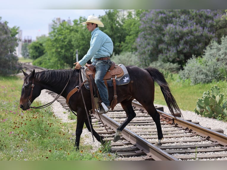 American Quarter Horse Wallach 15 Jahre Brauner in Stephenville