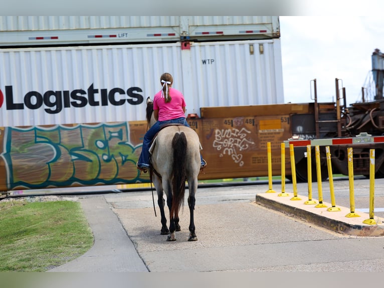 American Quarter Horse Wallach 15 Jahre Buckskin in Forney
