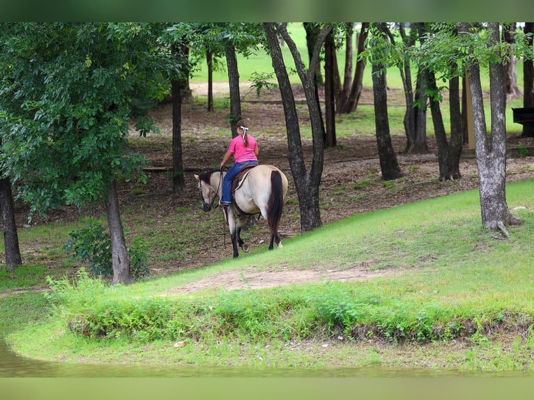 American Quarter Horse Wallach 15 Jahre Buckskin in Forney